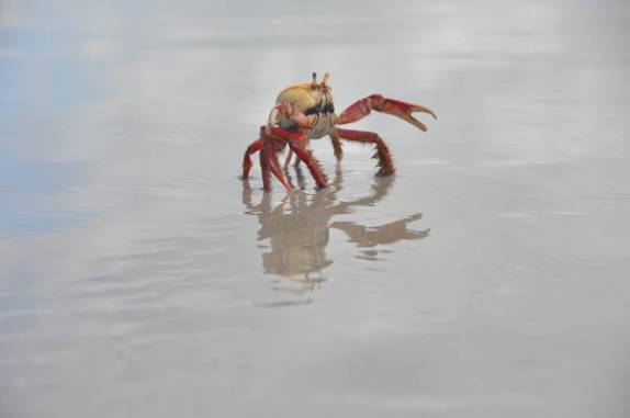 Um dos muitos carangueijos corajosos que nos enfrentaram no nosso caminho pela praia até Fortalezinha, na região de Algodoal - PA
